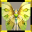 Elf Butterfly Summon Scroll